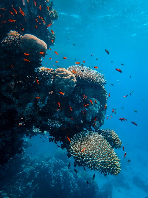Veracruz Aquarium